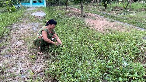 Bữa Cơm Chiều Đạm Bạc