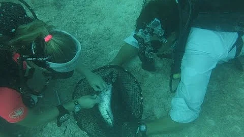 Nancy Foster Research Expedition