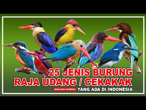 25 TYPES OF KINGFISHERS | CEKAKAK | PEKAKA | KUKABURA | 25 TYPES OF KINGFISHERS | ALCEDINES