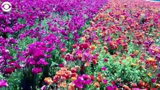 WEB EXTRA: Flower Fields In California