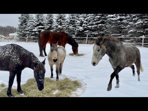 A Vermont Winter Vlog with all the Mustangs!