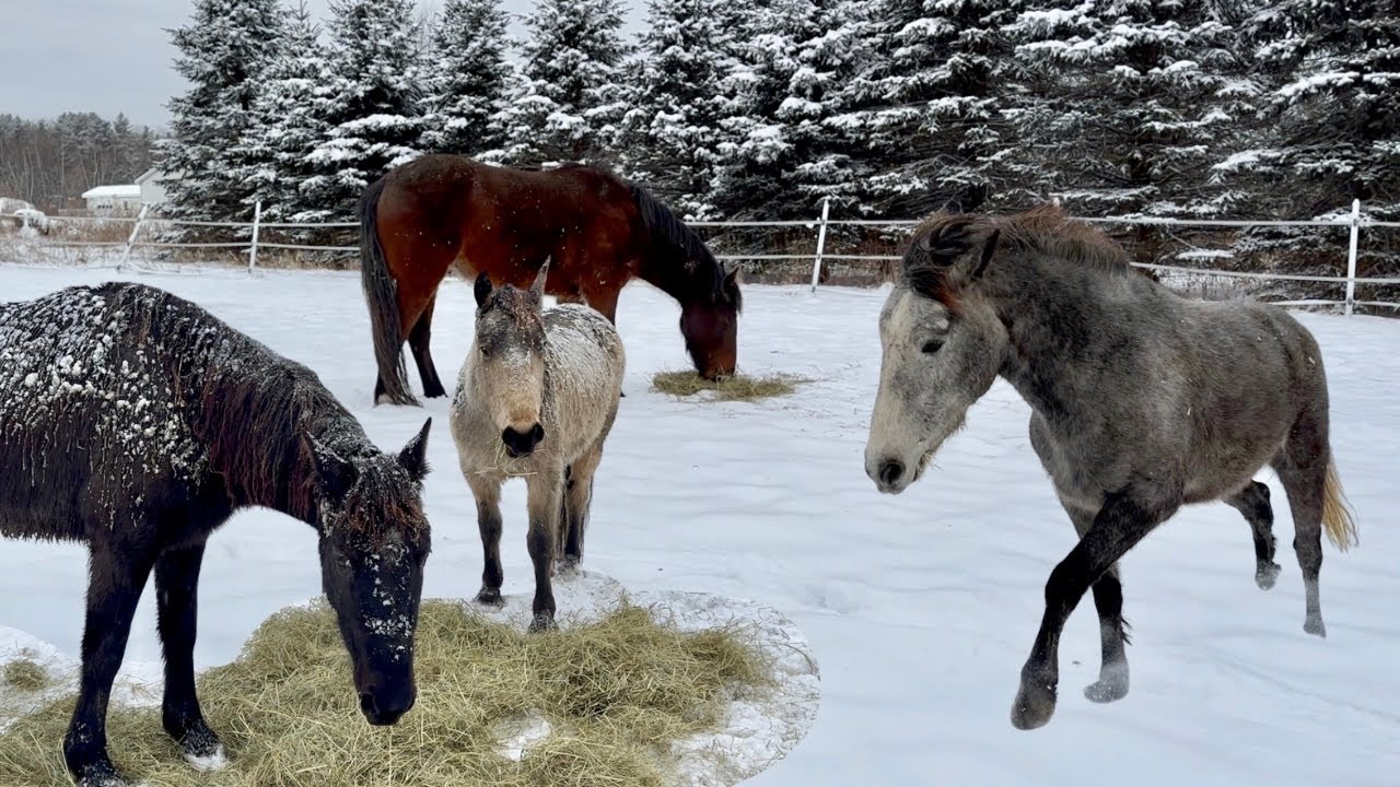 A Vermont Winter Vlog with all the Mustangs!