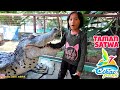 Liburan seru ke Taman Satwa Cikao Park Purwakarta - lihat ular, buaya dan kasih makan burung