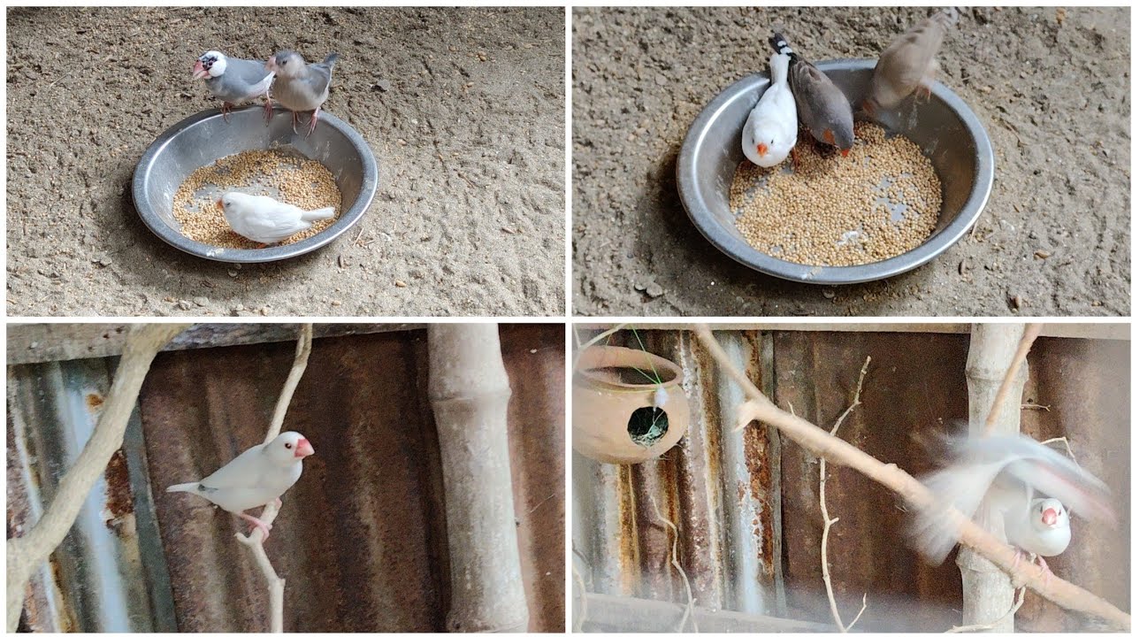 পাখির বাসা চেক করলাম