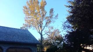 ALPHA TREE CARE LLC