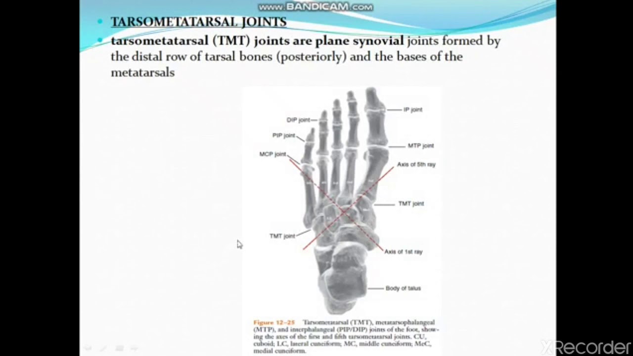 TARSAL METATARSAL JOINT.BIOMECHANICS - YouTube