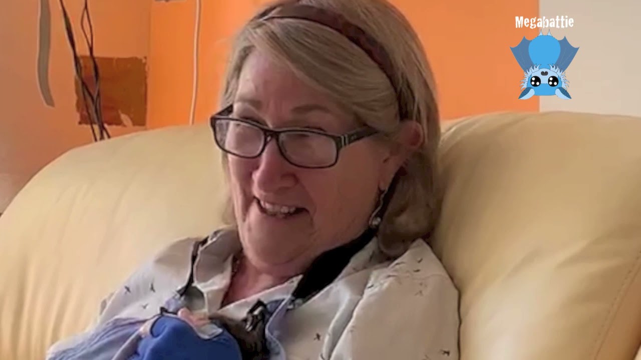 Rescuing a flying-fox pup on the ground:  this is Hickory Dickory