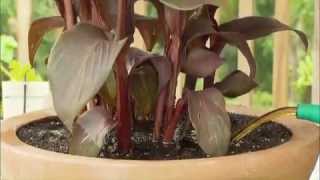 The Garden Gurus - Planting Inspiration with Black Tropicanna