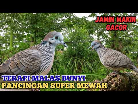 SUARA PERKUTUT LOKAL DI SAWAH - KEMERDUAN ASLI YANG BIKIN HATI TENANG