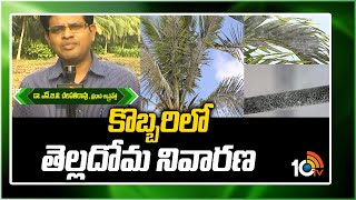 కొబ్బరిలో తెల్లదోమ నివారణ | Prevention Of Whitefly In Coconut Trees | Matti Manishi | 10TV