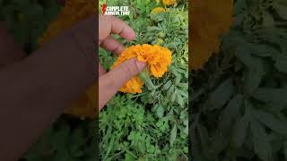 Amazing Marigold Flower You Need to See #marigold #flower #agriculture Amazing Marigold Flower You Need to See #marigold #flower #agriculture