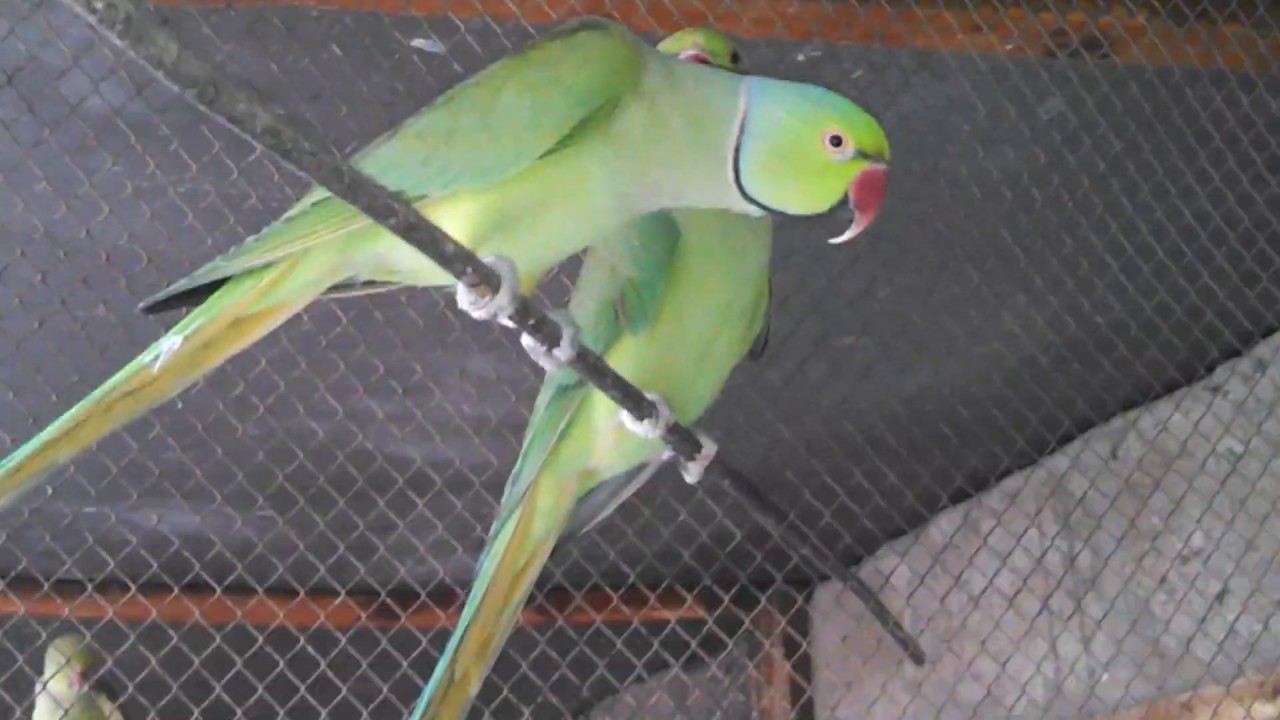 Parrots Breeding Progress Fresh Video This Season In Hindi Urdu YouTube