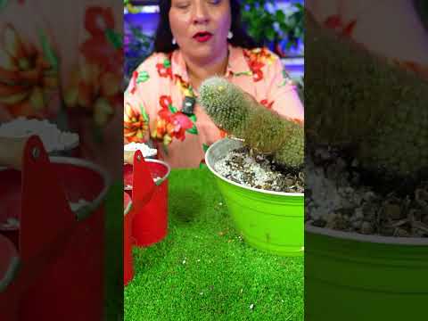Cactus alargado, como solucionarlo facilmente desde casa