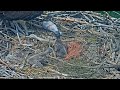 2023-06-05 Mom rescues chick #2 from a forked stick | Boulder County Osprey Cam