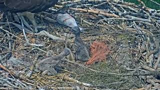 2023-06-05 Mom rescues chick #2 from a forked stick | Boulder County Osprey Cam