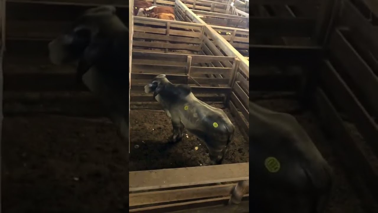 At Navasota Tx livestock barn sale YouTube