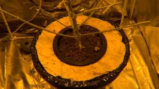 DWC Update #17 Part 2