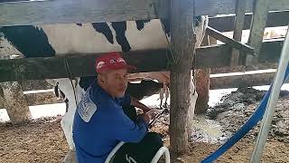 Sentado Apalpando A Vaca