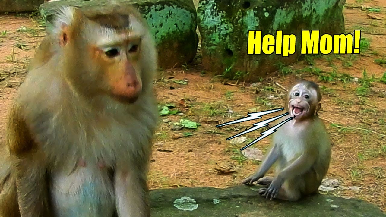 Million Pity! Baby Abandoned Monkey Cried Near Ashley For Help But She S eems Not Yet Trust Her.