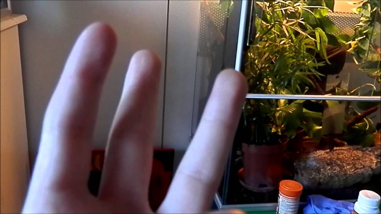 reptiles concept Over 80 subs? VLOG #7