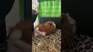 GUINEA PIG #guineapig #cute #animals #pets #youtubeshorts