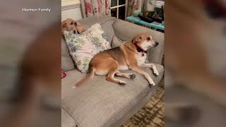 Angie Harmon speaks out after Instacart delivery driver shoots family dog