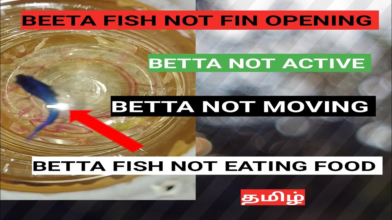 BETTA FISH NOT FIN OPENING| BETTA NOT ACTIVE | BETTA NOT MOVING|தமிழ் |betta fish health problems 