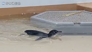 元気に泳ぐフェアリーペンギンのひな