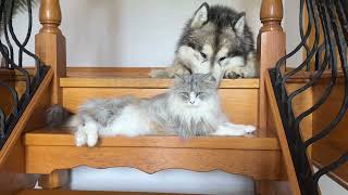 Big Bad Wolf Dog Scared Of Cat! Who's The Real Boss??