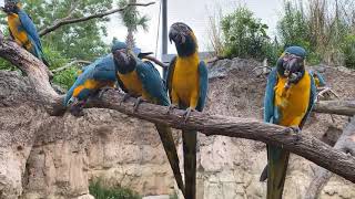 April 13  BlueThroated Macaws