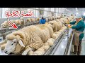 هذا ما لا يخبرك به أحد عن صوف الأغنام رحلة مذهلة من الطبيعة إلى القماش 