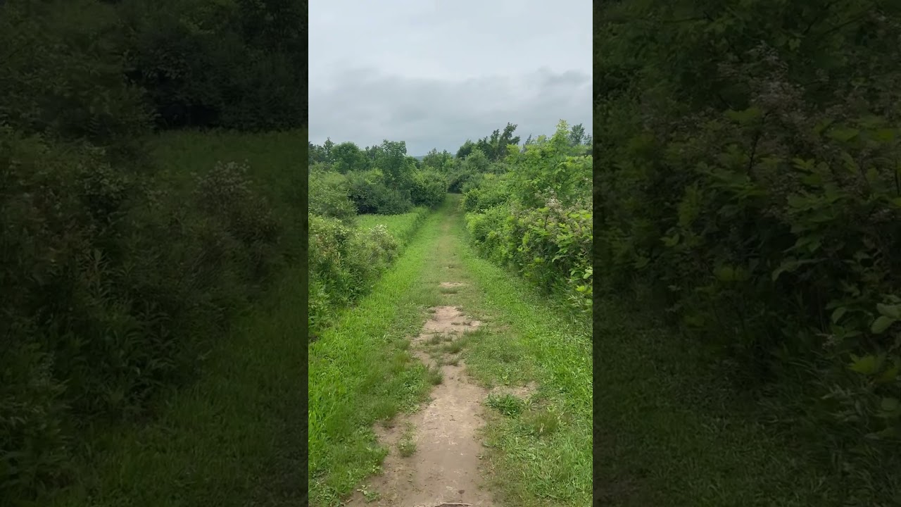 Not gonna protest 🦅 