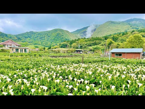 【台北景點】2022 陽明山竹子湖「海芋季」 Yangmingshan Jhuzihu 4K