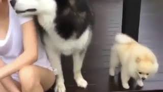 Mantan anjing so lidah