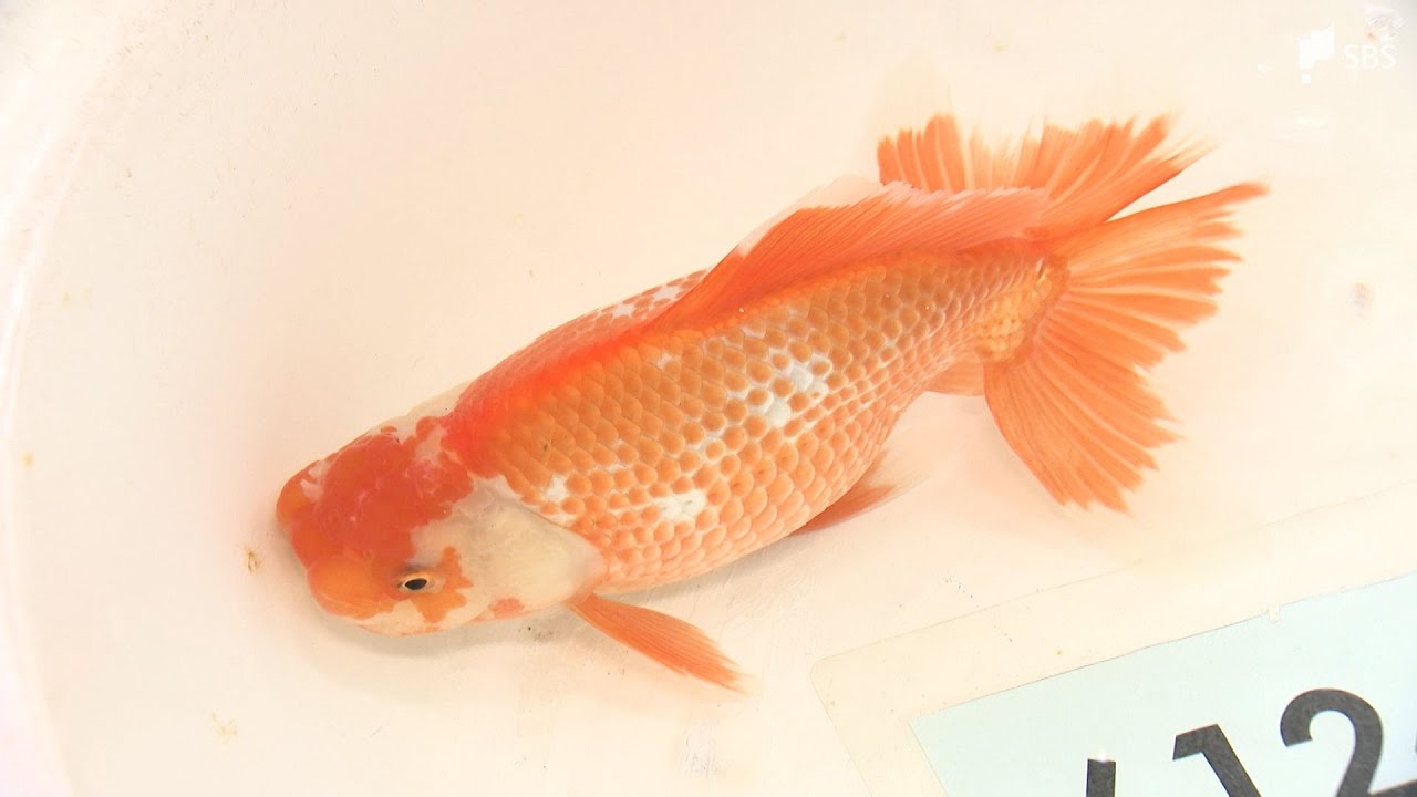 金魚一位　 金魚の王様 らんちゅう 二歳魚 - 鹿児島県大崎町｜ふるさとチョイス