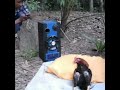 Chicken Interrupted In Sleep Bad Ending Joke Video Joke Memes