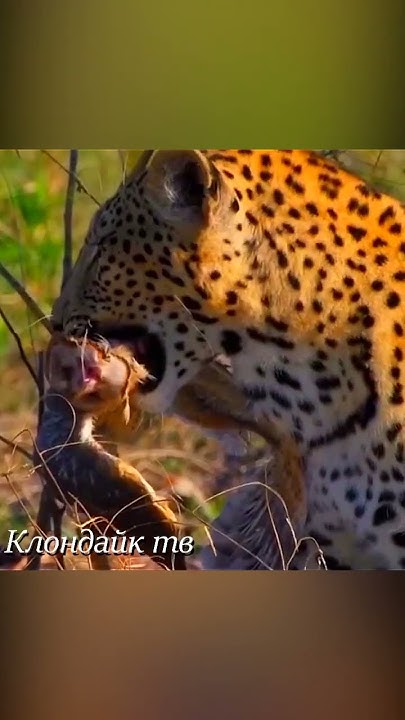 Самка леопарда увидела ужасную картину когда вернулась с охоты. - YouTube