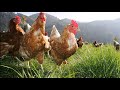 Sonido del campo y ambiente de granja HD envolvente - muy relajante (Farm ambient sounds )