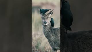 can you relate this? what emotions does this scene evoke for you? #explore #animal #deer #crow #like