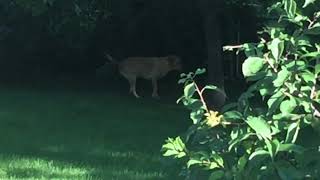 Charlies Backyard Dance