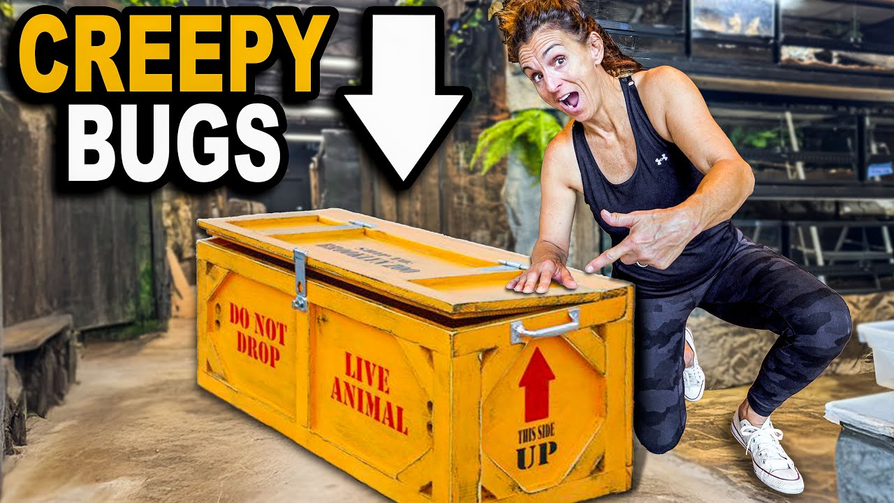 Gigantic Unboxing Of Insane Insects For My New Zoo!