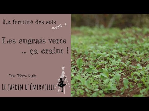 Vidéo: Types D'engrais Vert