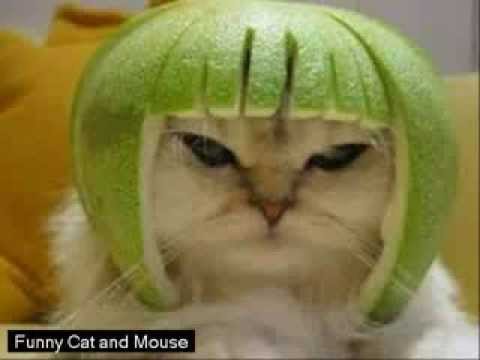 funny-cat-and-mouse-gif-||-funny-video-and-cute[new-hd]