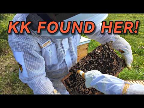 Real-Time Beekeeping | KK Found the Queen!
