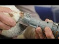 How to Avoid Failures While Cutting Your Dog’s Nails With Dremel