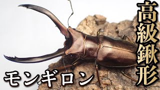 昆虫標本 大型モンギロー二ホソアカ 77mm 飼育品 昆虫標本 大型モンギロー二ホソアカ 77mm 飼育品 - メルカリ