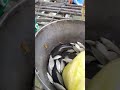 Peaceful place/ fishing/lake #fishing #fish #fishingvideo