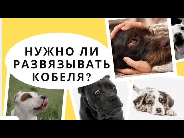 Вязка собак (случка): когда и как вязать собаку в первый раз | Блог зоомагазина paraskevat.ru