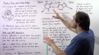 Electric Forces in DNA Structure and Replication