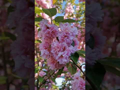 Видео: Кога е сезонът на Япония с вишневия цвят